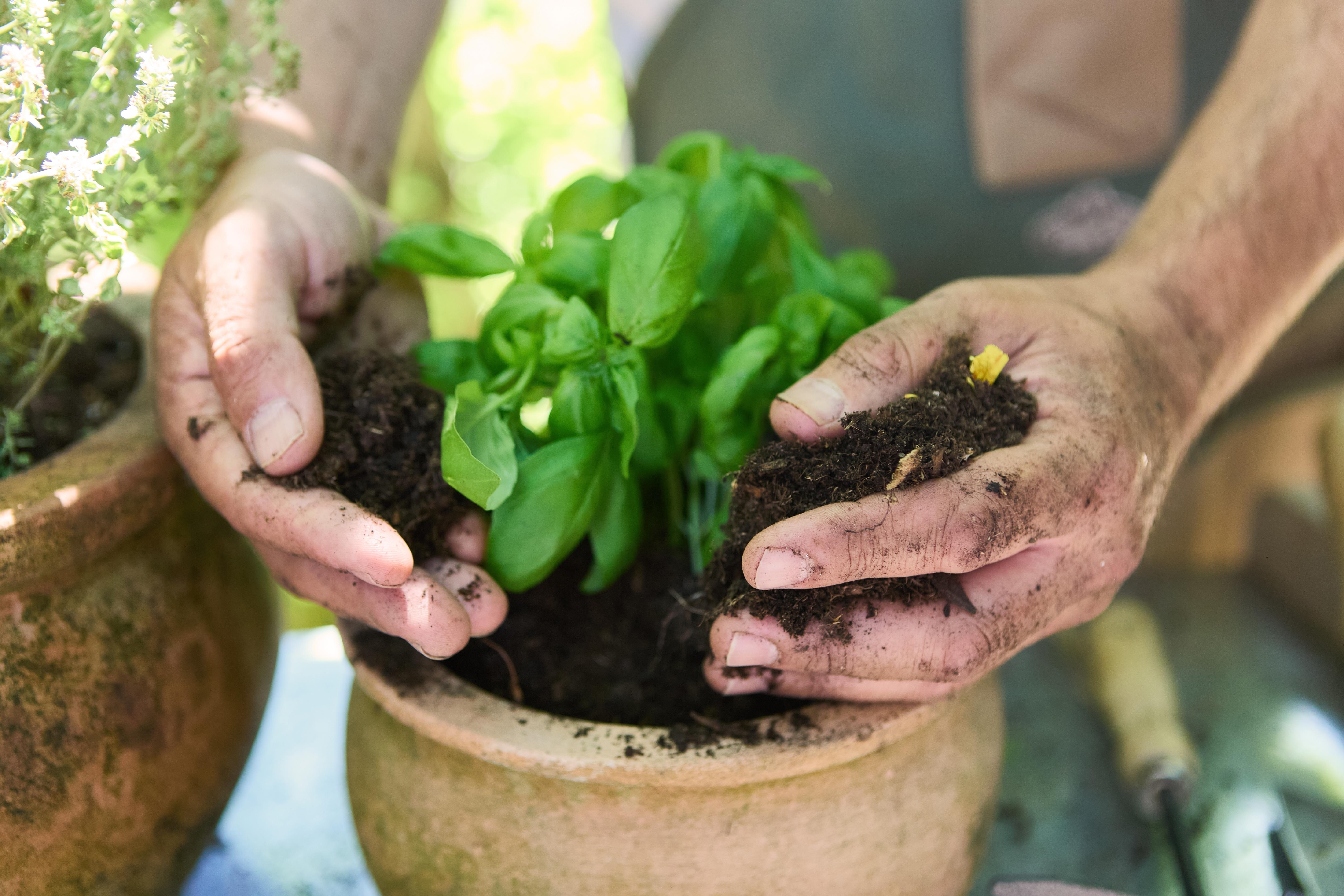 Los ingredientes de cocina que jamás debes usar en las plantas porque las matará
